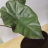 Buy Alocasia plumbea nigra online at Nursery Nisarga