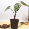 Buy Alocasia plumbea nigra online at Nursery Nisarga