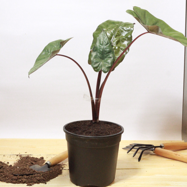 Buy Alocasia plumbea nigra online at Nursery Nisarga