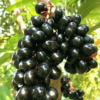 Buy Thai KG-10 jamun"Syzygium cumini"- Plant Online at Nursery Nisarga