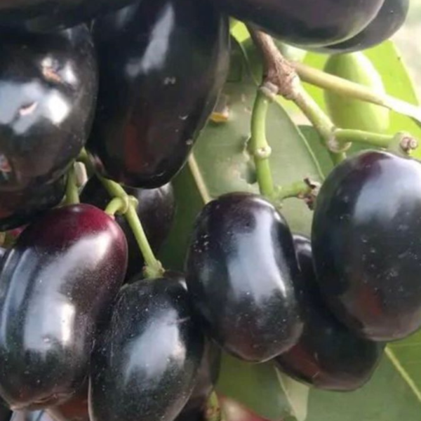 Buy Thai KG-10 jamun"Syzygium cumini"- Plant Online at Nursery Nisarga