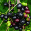 Buy Thai KG-10 jamun"Syzygium cumini"- Plant Online at Nursery Nisarga