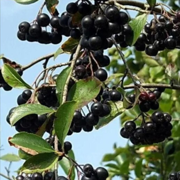 Buy Thai KG-10 jamun"Syzygium cumini"- Plant Online at Nursery Nisarga