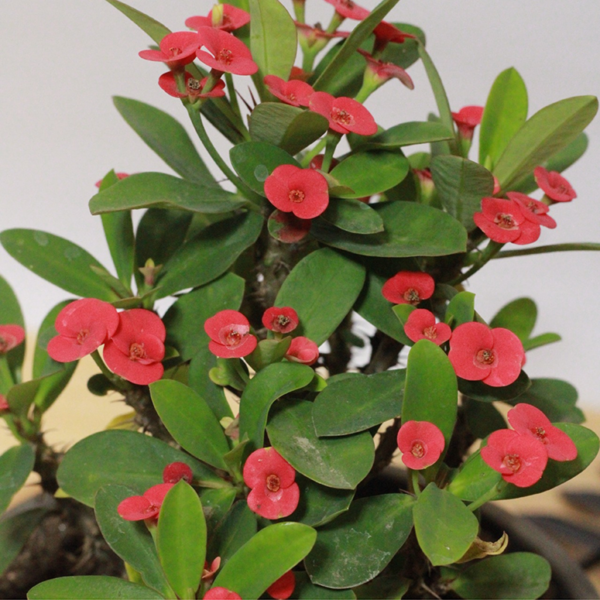 Buy Euphorbia milii miniature "crown of thorns" - Plant Online at Nursery Nisarga