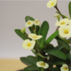 Buy Euphorbia milii miniature "crown of thorns" - Plant Online at Nursery Nisarga