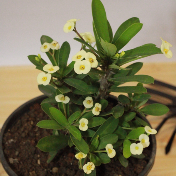 Buy Euphorbia milii miniature "crown of thorns" - Plant Online at Nursery Nisarga