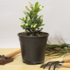 Buy Euphorbia milii miniature "crown of thorns" - Plant Online at Nursery Nisarga