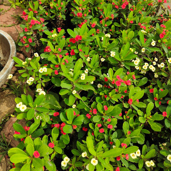 Buy Euphorbia milii miniature "crown of thorns" - Plant Online at Nursery Nisarga