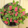Buy Euphorbia milii miniature "crown of thorns" - Plant Online at Nursery Nisarga
