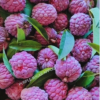 Buy Custard apple red " Annona reticulata" - Plant online at Nursery Nisarga