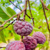 Buy Custard apple red " Annona reticulata" - Plant online at Nursery Nisarga