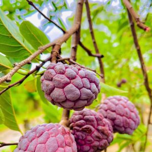 Buy Custard apple red " Annona reticulata" - Plant online at Nursery Nisarga