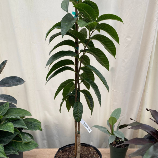 Buy Custard apple red " Annona reticulata" - Plant online at Nursery Nisarga