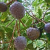Buy Custard apple red " Annona reticulata" - Plant online at Nursery Nisarga