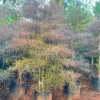 Buy Terminalia Bentzoe , Bentzoe Badam "Benjoin" - Plant from Nursery Nisarga