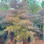 Buy Terminalia Bentzoe , Bentzoe Badam "Benjoin" - Plant from Nursery Nisarga