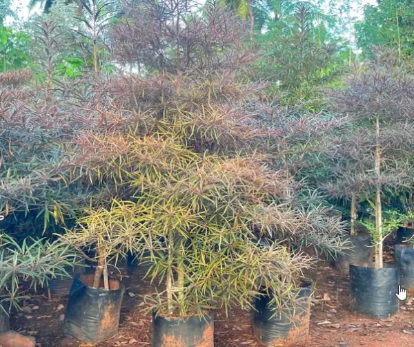 Buy Terminalia Bentzoe , Bentzoe Badam "Benjoin" - Plant from Nursery Nisarga