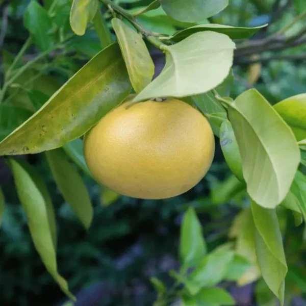Buy Grapefruit “Citrus-Paradisi” Pomelo – Plant from Nursery Nisarga