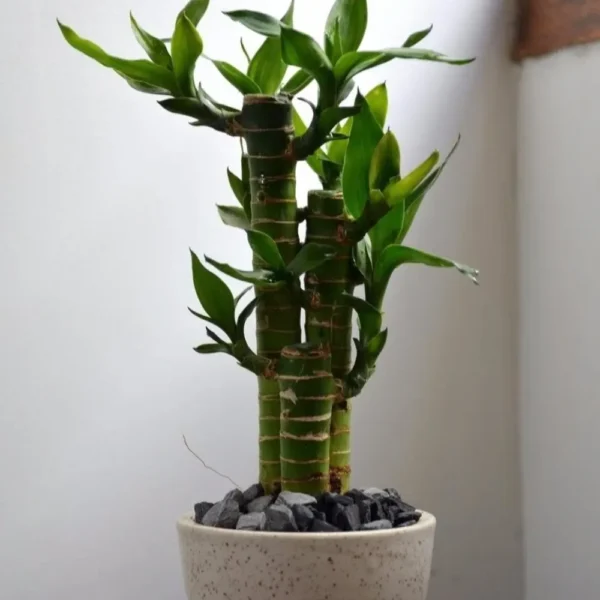 Buy Lotus Bamboo "Dracaena sanderiana" Lucky bamboo - plant from Nursery Nisarga