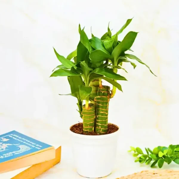 Buy Lotus Bamboo "Dracaena sanderiana" Lucky bamboo - plant from Nursery Nisarga