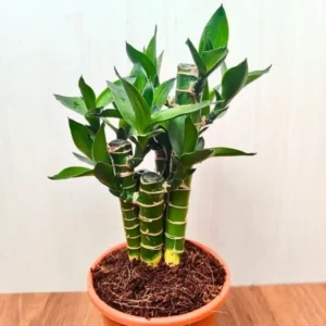 Buy Lotus Bamboo "Dracaena sanderiana" Lucky bamboo - plant from Nursery Nisarga