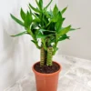 Buy Lotus Bamboo "Dracaena sanderiana" Lucky bamboo - plant from Nursery Nisarga