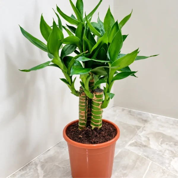Buy Lotus Bamboo "Dracaena sanderiana" Lucky bamboo - plant from Nursery Nisarga