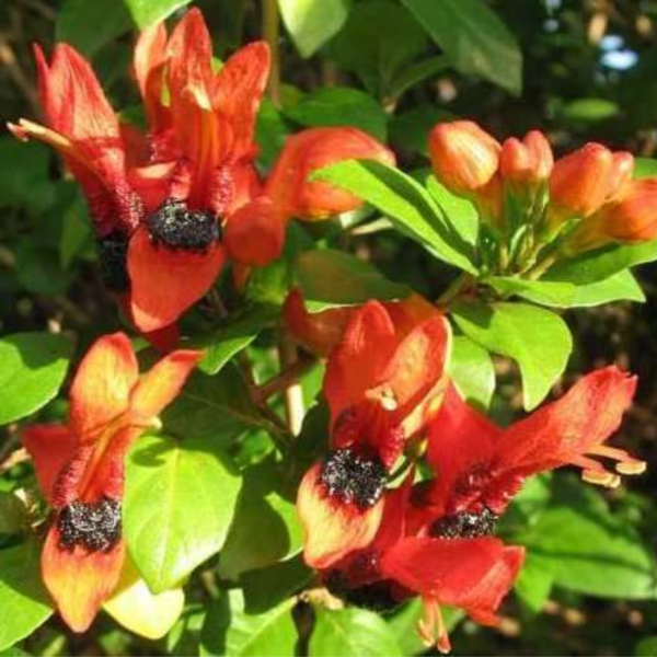 Buy Ruttya Fruticosa(Rabbit Ears, Orange Bird)-Plant from Nursery Nisarga