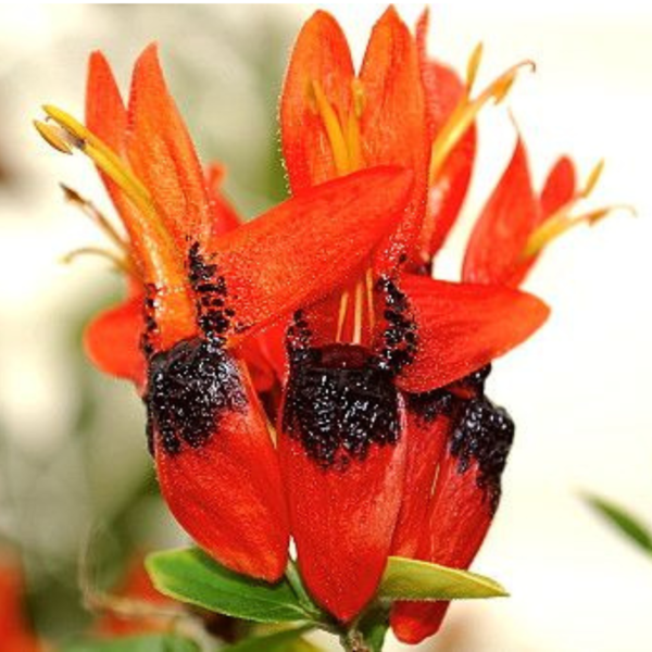 Buy Ruttya Fruticosa(Rabbit Ears, Orange Bird)-Plant from Nursery Nisarga