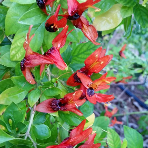 Buy Ruttya Fruticosa(Rabbit Ears, Orange Bird)-Plant from Nursery Nisarga