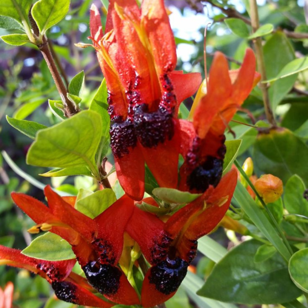 Buy Ruttya Fruticosa(Rabbit Ears, Orange Bird)-Plant from Nursery Nisarga