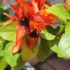 Buy Ruttya Fruticosa(Rabbit Ears, Orange Bird)-Plant from Nursery Nisarga