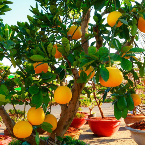 Buy Grapefruit "Citrus-Paradisi" Pomelo - Plant from Nursery Nisarga