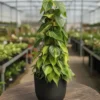Buy Philodendron Brasil with Moss Stick - Plant from nursery nisarga