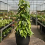 Buy Philodendron Brasil with Moss Stick - Plant from nursery nisarga