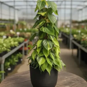 Buy Philodendron Brasil with Moss Stick - Plant from nursery nisarga