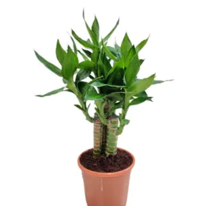 Buy Lotus Bamboo "Dracaena sanderiana" Lucky bamboo - plant from Nursery Nisarga
