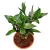 Buy Lotus Bamboo "Dracaena sanderiana" Lucky bamboo - plant from Nursery Nisarga