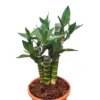 Buy Lotus Bamboo "Dracaena sanderiana" Lucky bamboo - plant from Nursery Nisarga