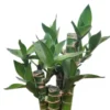 Buy Lotus Bamboo "Dracaena sanderiana" Lucky bamboo - plant from Nursery Nisarga