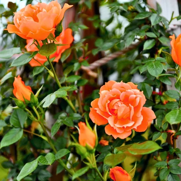 Buy Creeping, Climbing Rose plant (orange) from Nursery Nisarga
