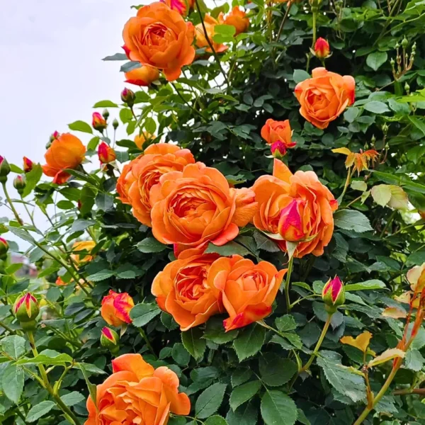 Buy Creeping, Climbing Rose plant (orange) from Nursery Nisarga
