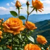 Buy Creeping, Climbing Rose plant (orange) from Nursery Nisarga