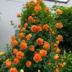 Buy Creeping, Climbing Rose plant (orange) from Nursery Nisarga