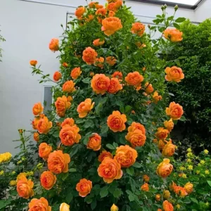 Buy Creeping, Climbing Rose plant (orange) from Nursery Nisarga
