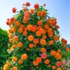 Buy Creeping, Climbing Rose plant (orange) from Nursery Nisarga