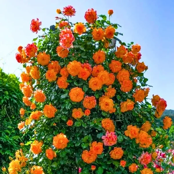 Buy Creeping, Climbing Rose plant (orange) from Nursery Nisarga