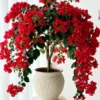 Buy Chili red bougainvillea plant from nursery nisarga