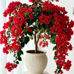 Buy Chili red bougainvillea plant from nursery nisarga
