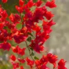 Buy Chili red bougainvillea plant from nursery nisarga